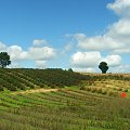 Plantacja w okolicy Celejowa #Celejów #plantacja