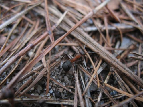 ant #2
