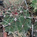 Ferocactus sp