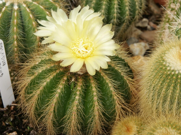 Notocactus magnificus