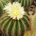 Notocactus magnificus