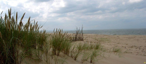 wydmowe trawy z widokiem na morze #wydmy #trawy #NadMorzem #widok #panorama