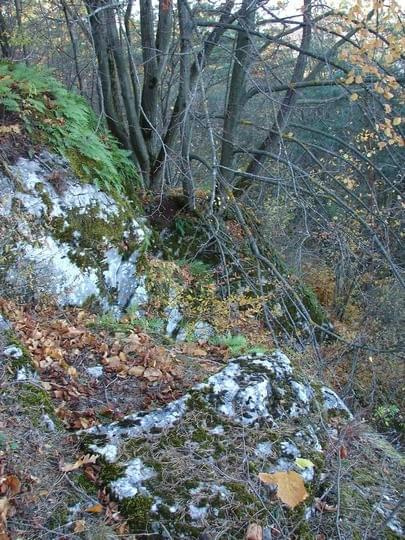 Cienisty, północny stok Zelejowej poronięty paprotkš zwyczajnš.