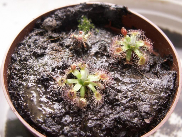 Drosera pulchella 'pink flower'