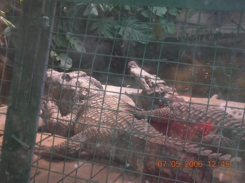 Hehehe chyba były zaspane :P Zieeewa się im :P :D #wrocław #zoo #zwierzę #krokodyl