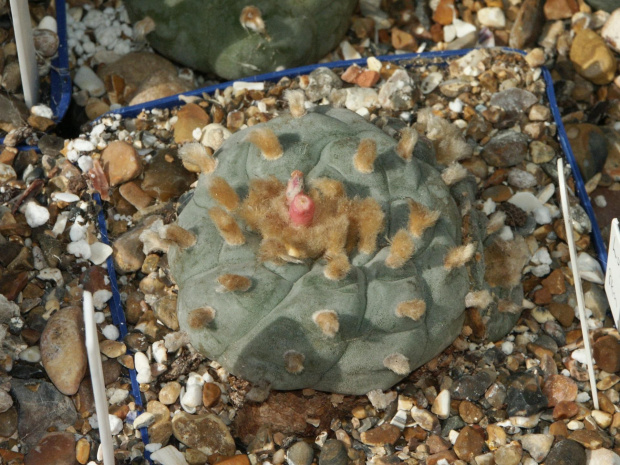 Lophophora williamsii Monterrey #LophophoraWilliamsii