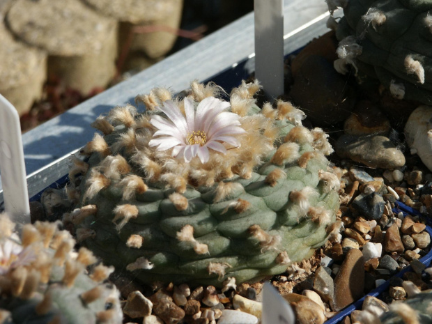 Lophophora williamsii