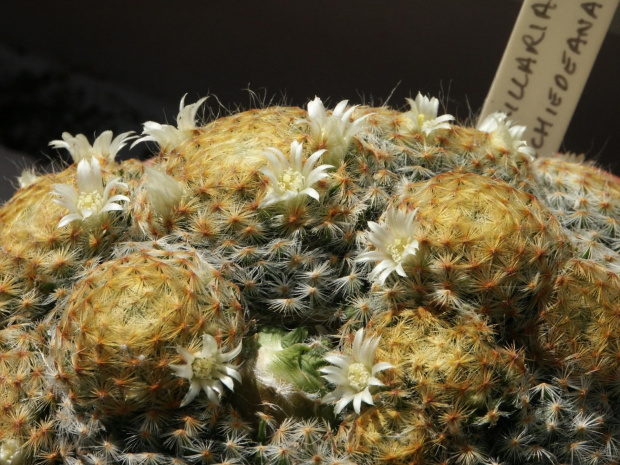 Mammillaria schiedeana