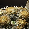 Mammillaria schiedeana