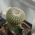 Yavia cryptocarpa