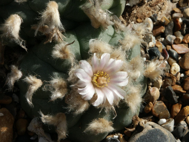 Lophophora williamsii