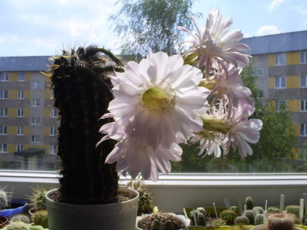 Echinopsis sp.