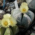 Astrophytum myriostigma
