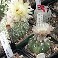 Astrophytum asterias