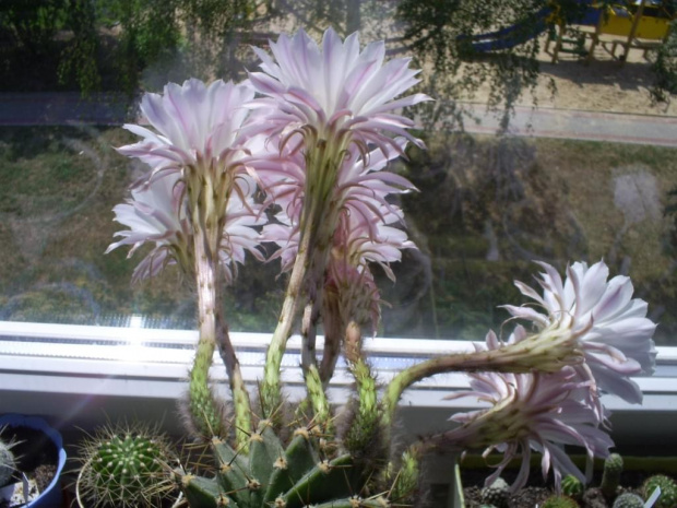 Echinopsis sp.