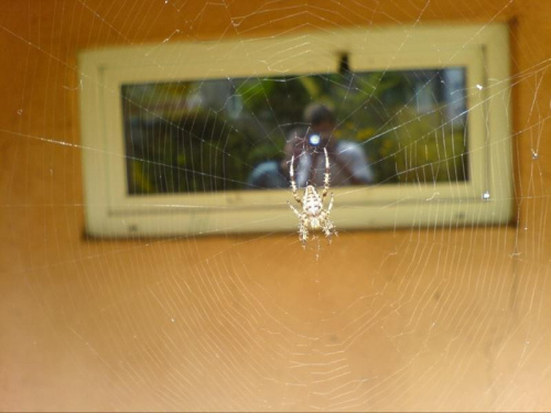 pająk-idealna ostrość, fotka robiona z ok. 10cm