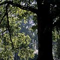 #cień #drzewo #przyroda #park