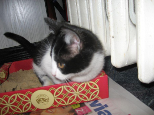 Kotek szuka domu. Mleko i whiskas to nie jest odpowiednia dieta dla kota!!