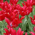 wiosenne tulipany