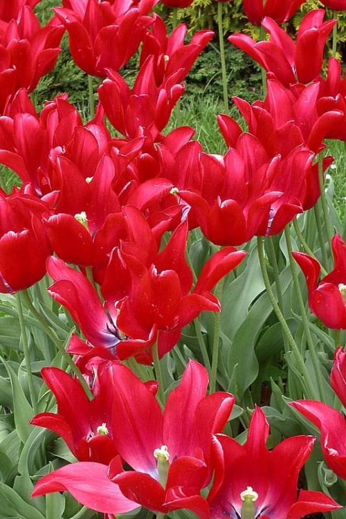 wiosenne tulipany