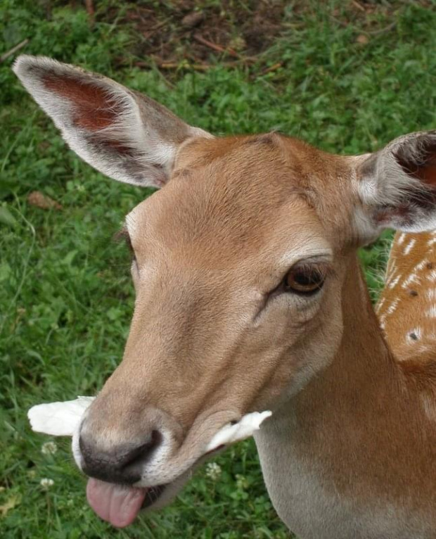 pysznš kapustkš mnie karmiš