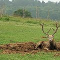 nic nie robić też jest miło