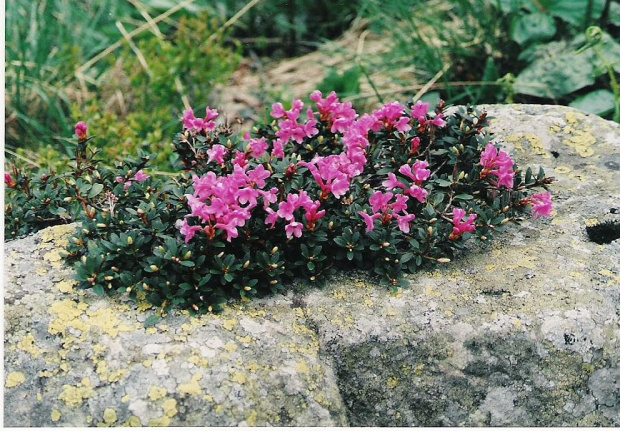 Różanecznik wschodniokarpacki (Rhododendron kotschyi) #przyroda #rośliny #natura #wiosna #krzewy