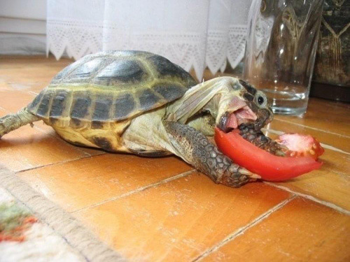 Głodny żółw...