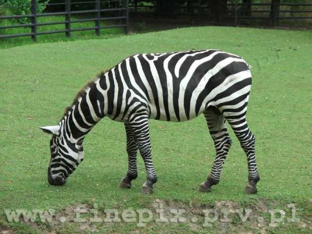 zebra #Chorzów #zebra #zoo #zyzio