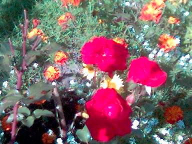 róże i turki