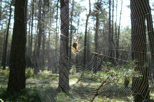 #zwierzęta #las #pająk