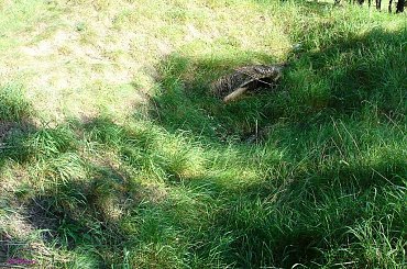 Fortyfikacje 2 wś rejon Kaliszki, kierunek Szury - Szymki #Mazury #Rower #Kaliszki #BunkryKocha