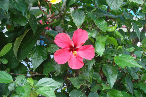 Kwiaty Mauritiusa