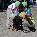 #pies #psy #jamnik #jamniki #kraków #parada