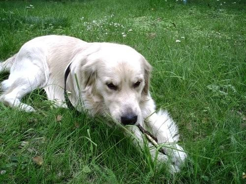 Charlie - golden retriever