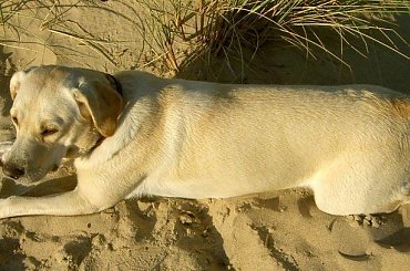 Ness specjalnie się rozciagnęła #pies #labrador #NaPlaży #piasek