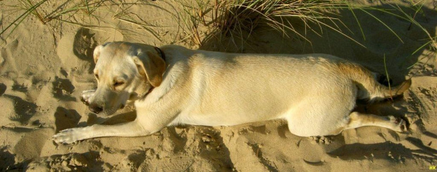 Ness specjalnie się rozciagnęła #pies #labrador #NaPlaży #piasek