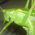 Wielkie zielone #pasikonik #owady