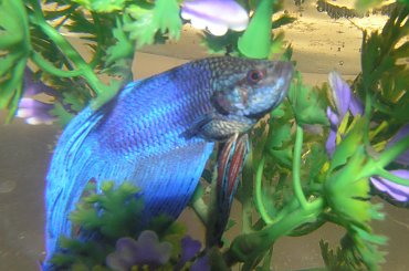 #bojownik #ryba #rybka