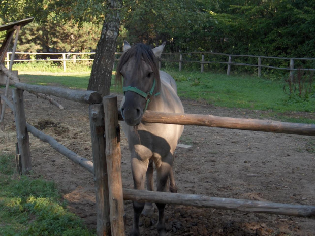 skansen