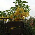 Datura