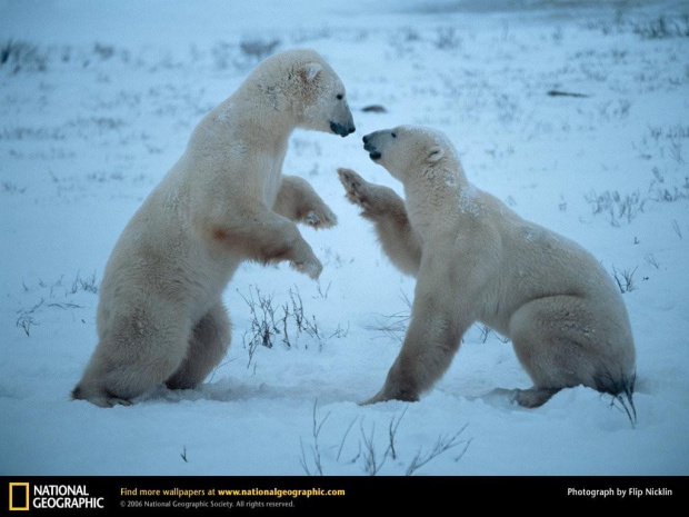 Hudson Bay, Northwest Territories, Canada, 1996
Photograph by Flip Nicklin