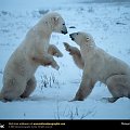 Hudson Bay, Northwest Territories, Canada, 1996
Photograph by Flip Nicklin