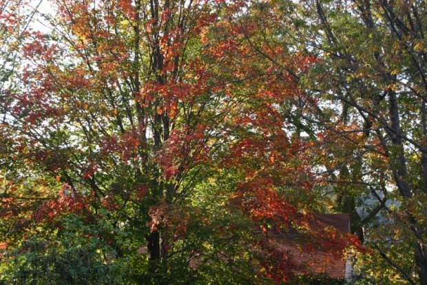 #drzewa #kolory #liscie #przyroda #jesien