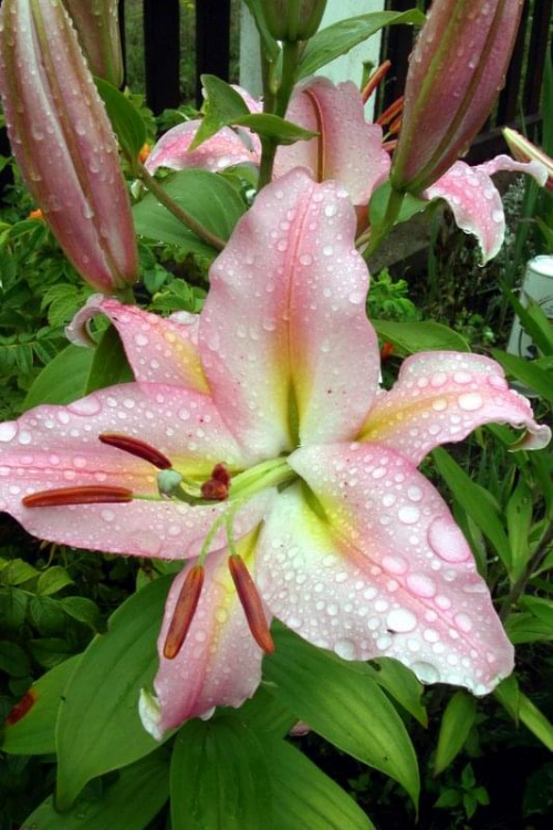 deszczowe lilie