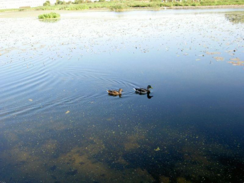 kaczusie na kanale #kaczki #woda #kanały #widok