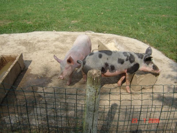 Cernay La Ville - ferme du bout du pres