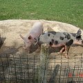 Cernay La Ville - ferme du bout du pres