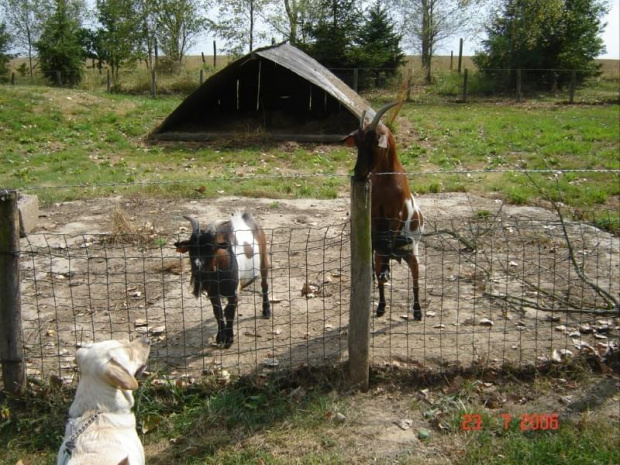 Cernay La Ville - ferme du bout du pres