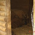 Cernay La Ville - ferme du bout du pres